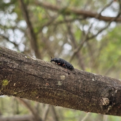 Rhipicera sp.