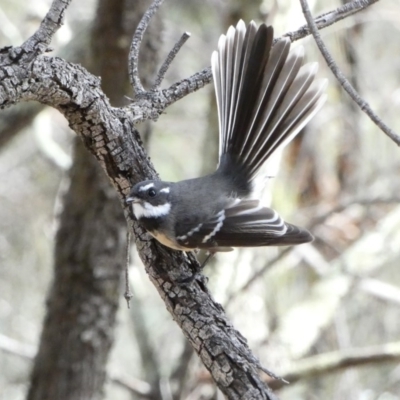 Rhipidura albiscapa