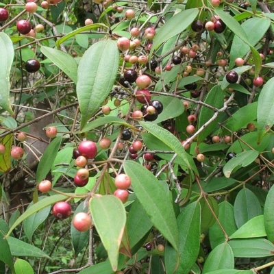 Rhodamnia rubescens