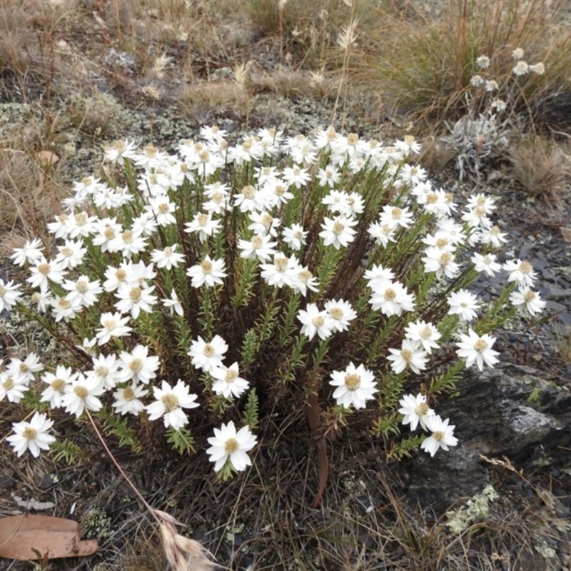 Rhodanthe anthemoides