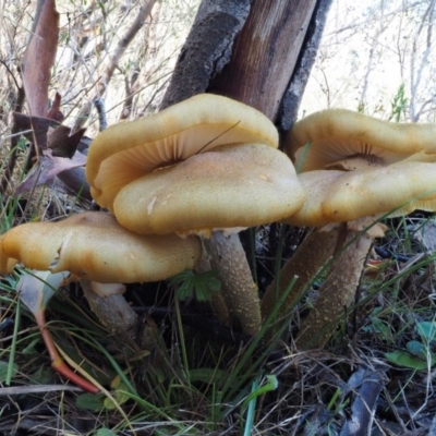 Armillaria luteobubalina