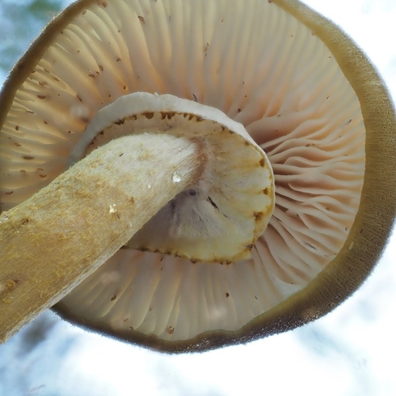 Armillaria luteobubalina