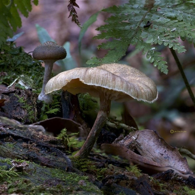 Armillaria sp.