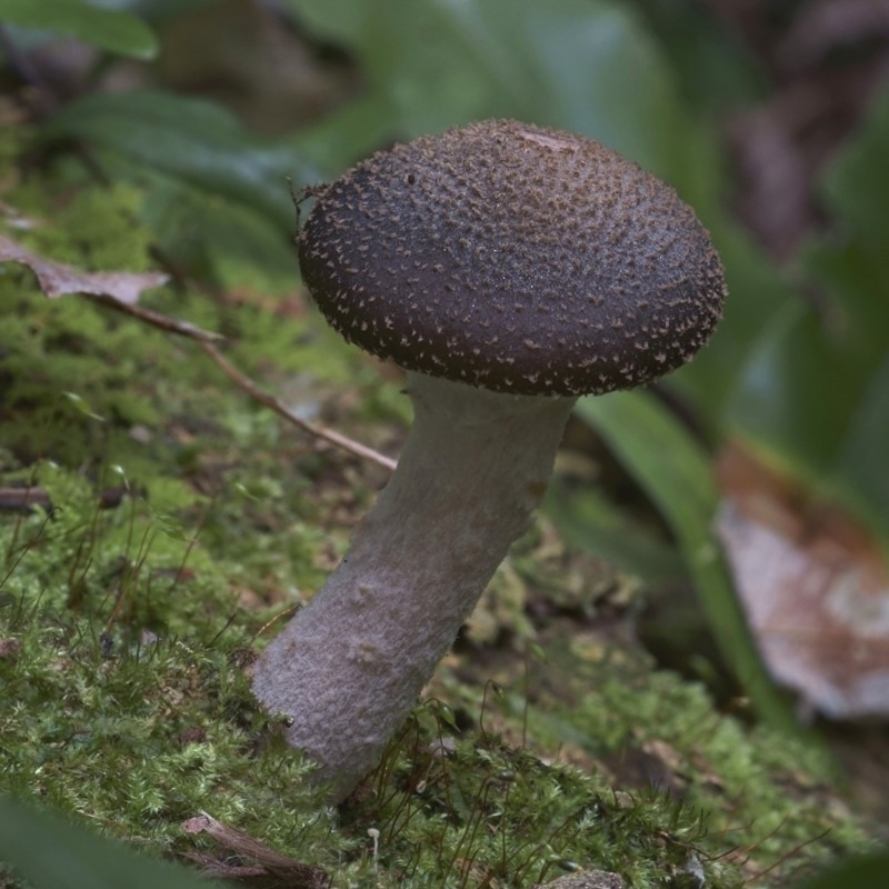 Armillaria sp.