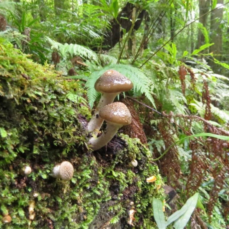 Armillaria sp.