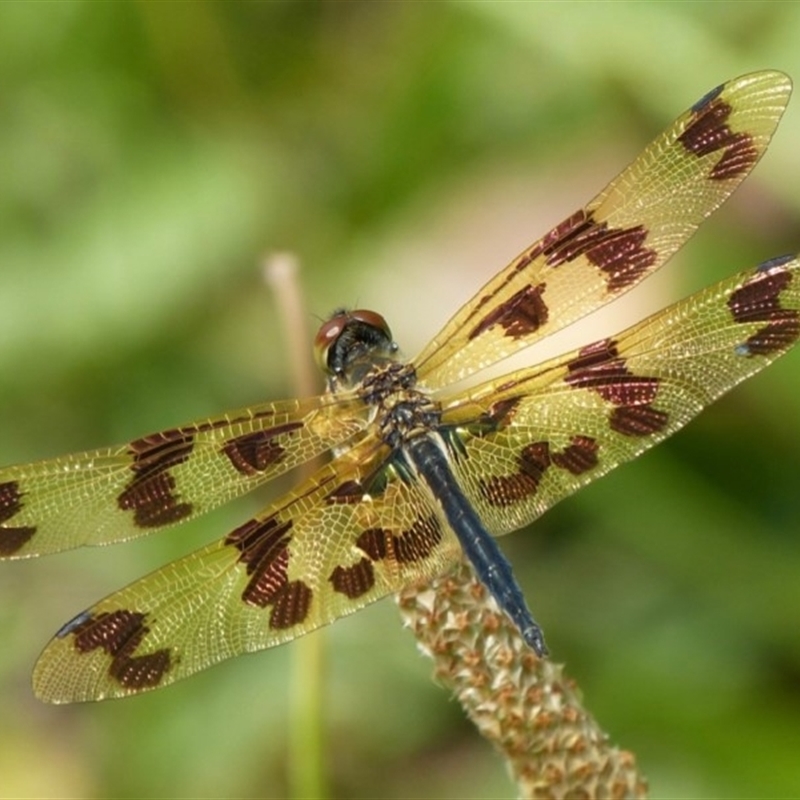 Rhyothemis graphiptera