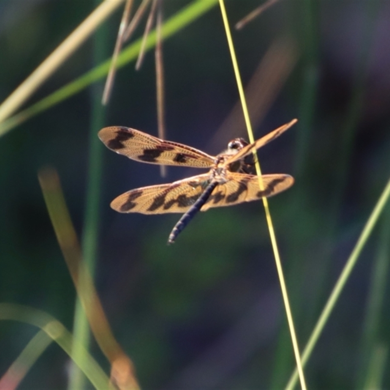 Rhyothemis graphiptera