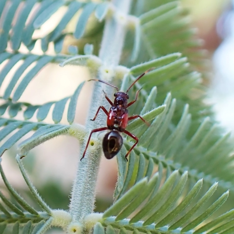 Rhyparochromidae (family)