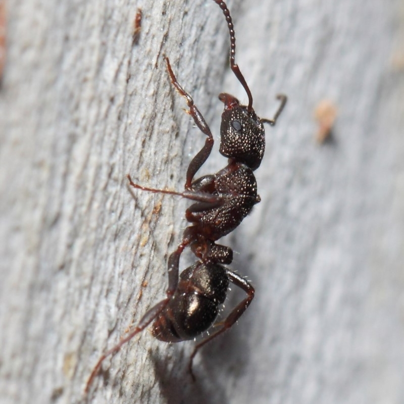 Rhytidoponera tasmaniensis