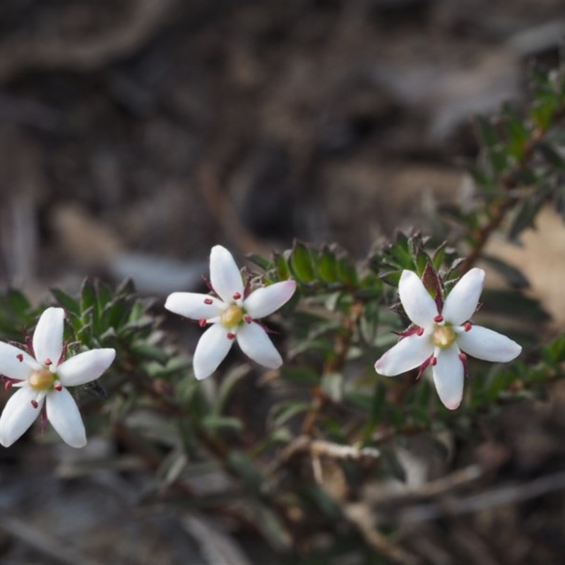 Rhytidosporum procumbens