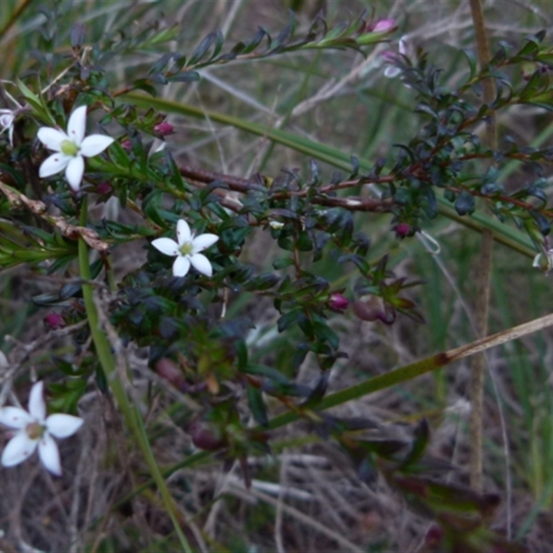 Rhytidosporum prostratum