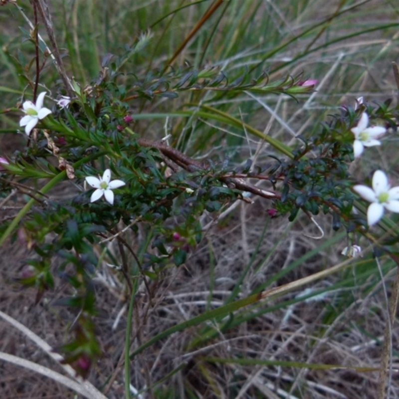 Rhytidosporum prostratum