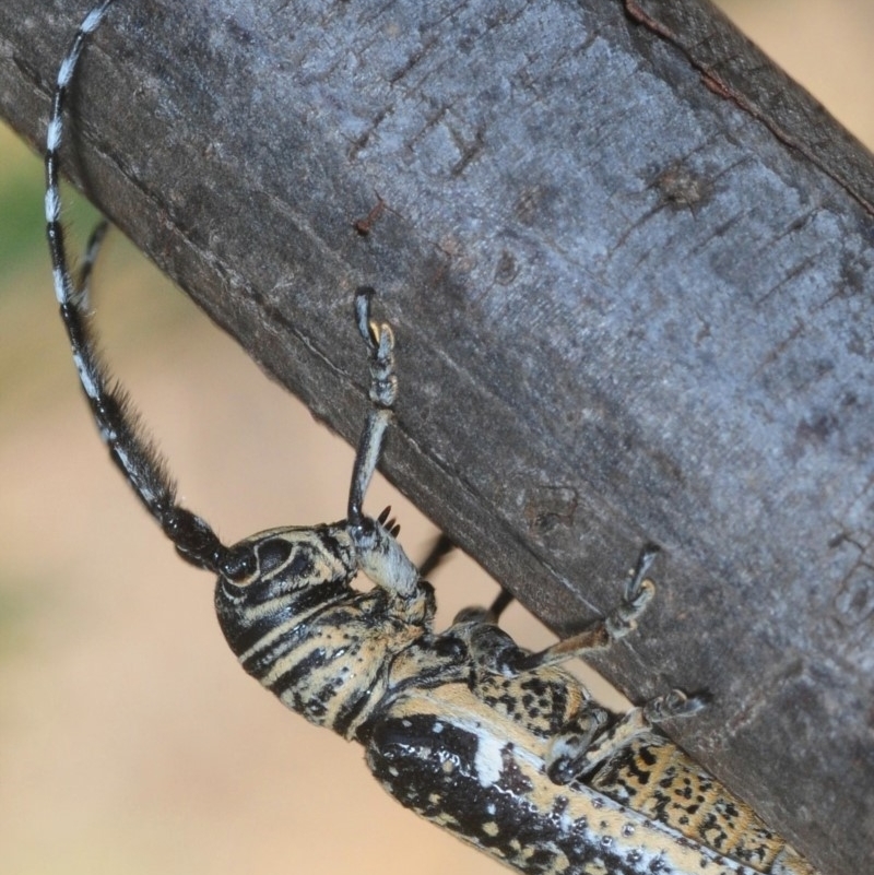 Rhytiphora collaris