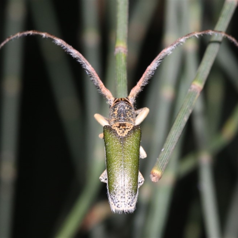 Rhytiphora nigrovirens