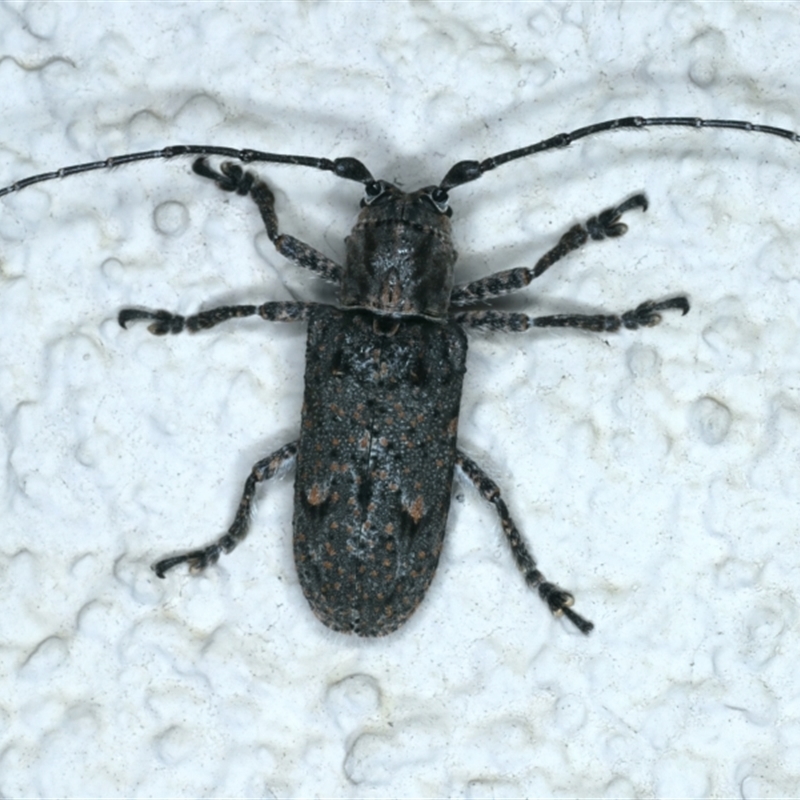 Rhytiphora nodosa