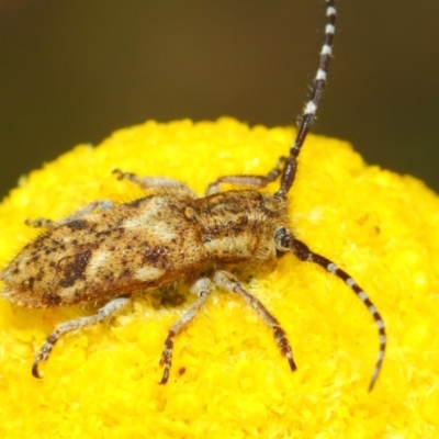 Rhytiphora paulla