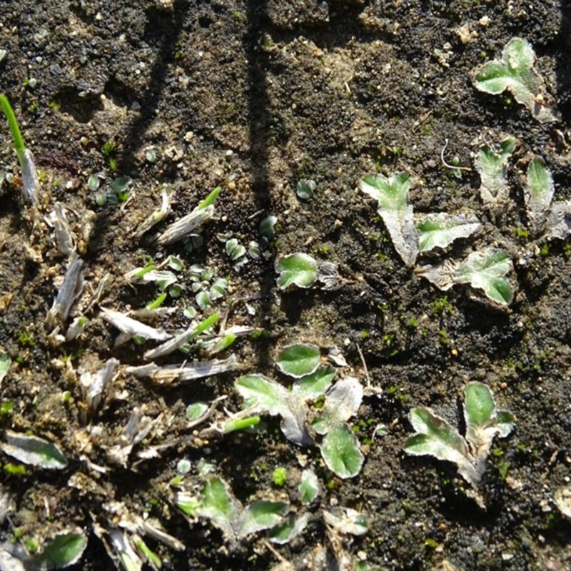 Riccia cartilaginosa