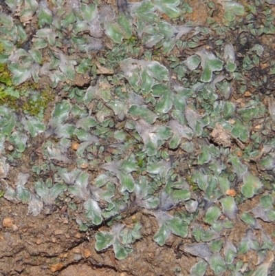 Riccia cartilaginosa