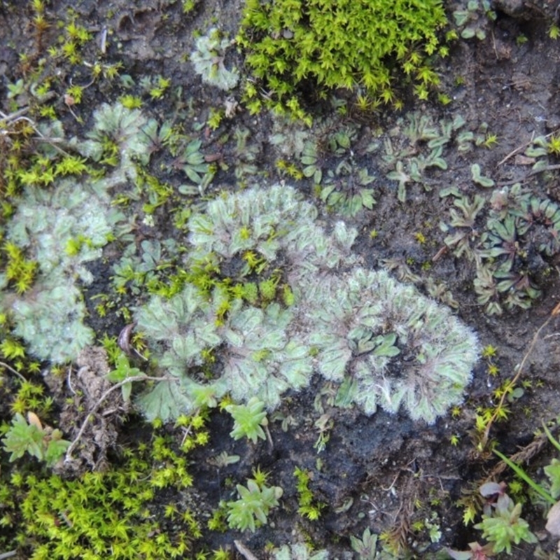 Riccia crinita