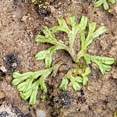 Riccia duplex var. megaspora