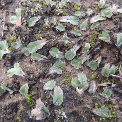 Riccia lamellosa