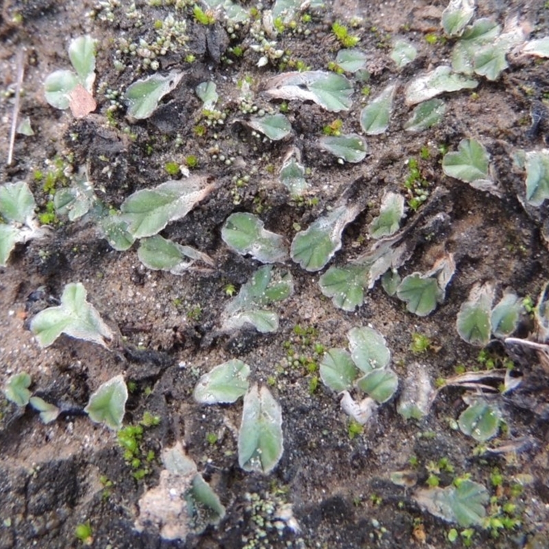 Riccia lamellosa