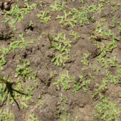 Riccia multifida