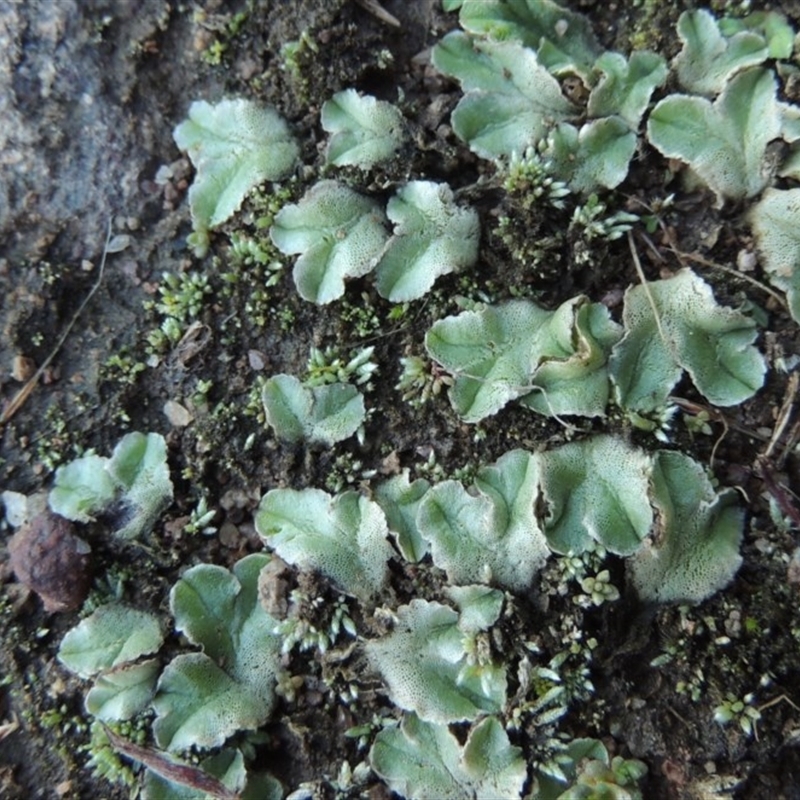 Riccia spongiosula