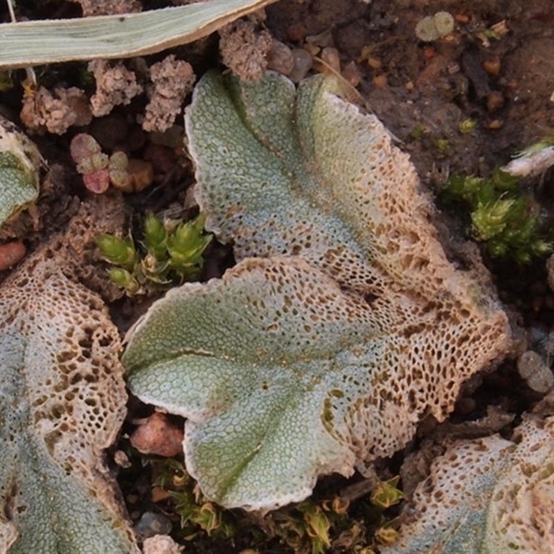 Riccia spongiosula