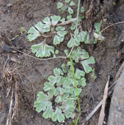 Riccia subbifurca