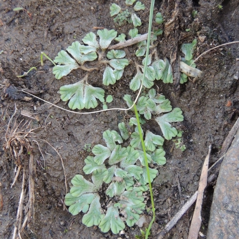 Riccia subbifurca