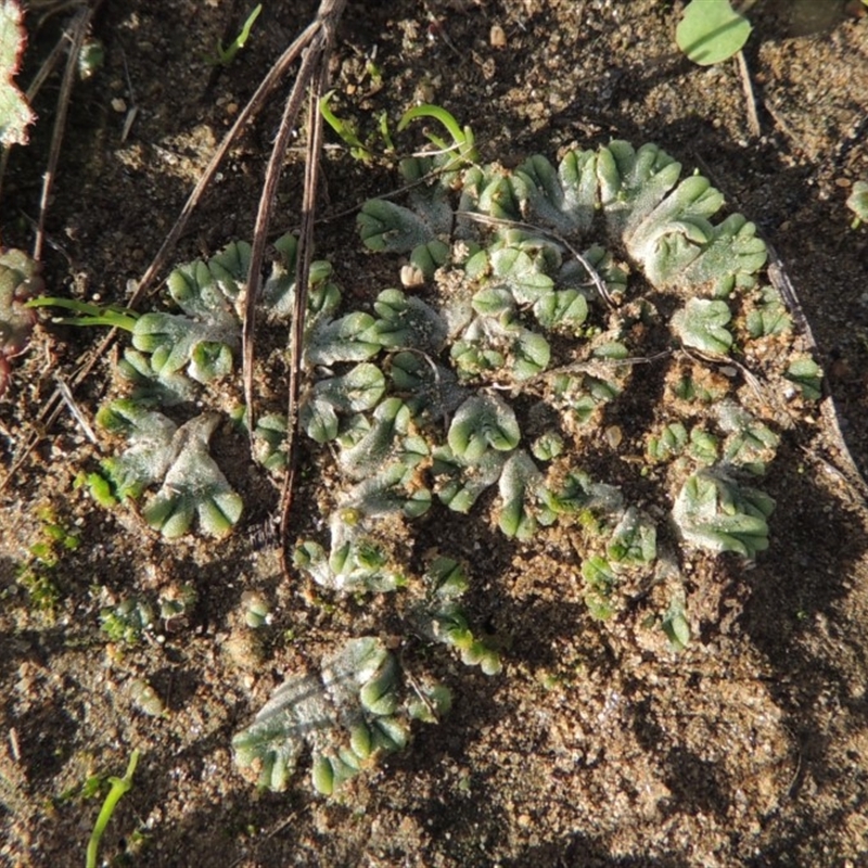 Riccia subbifurca