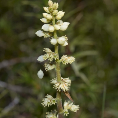 Richea continentis