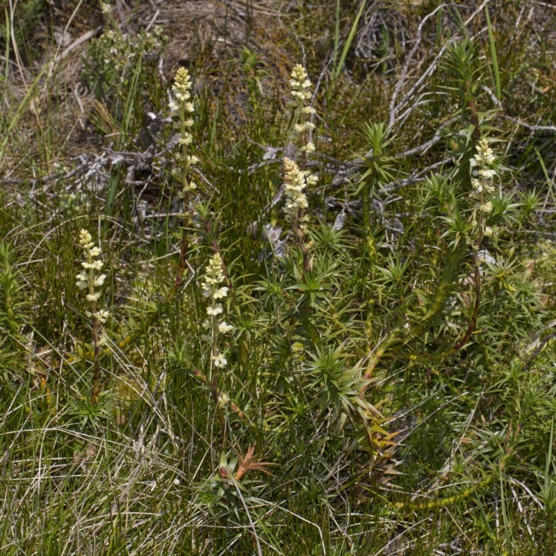 Dracophyllum continentis