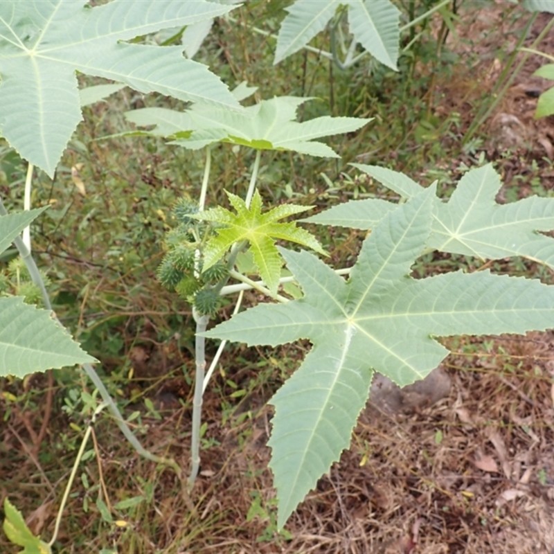 Ricinus communis