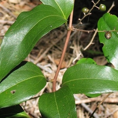 Ripogonum album