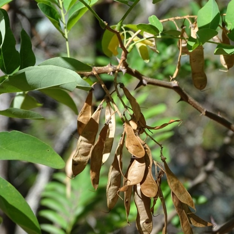 Robinia pseudoacacia