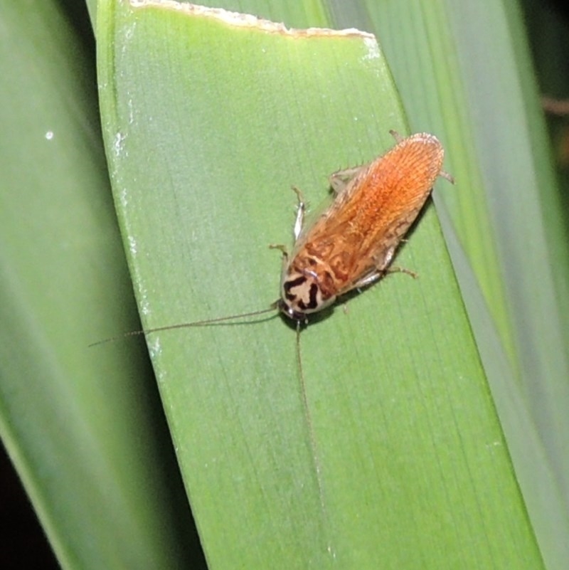 Robshelfordia circumducta