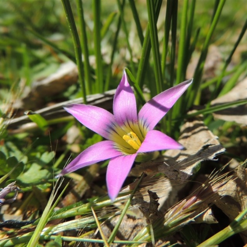 Romulea rosea var. australis