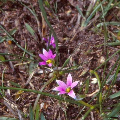 Romulea rosea var. australis