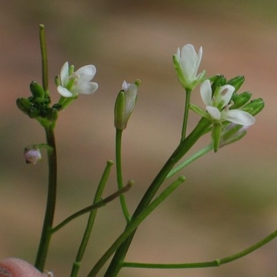 Rorippa laciniata