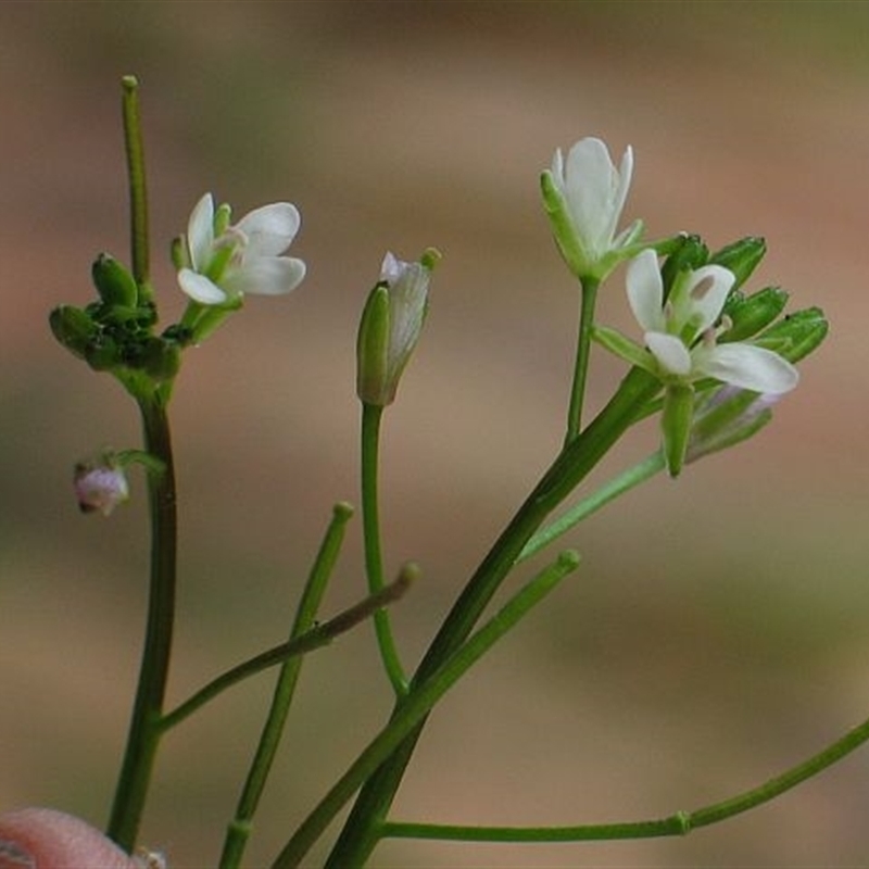 Rorippa laciniata