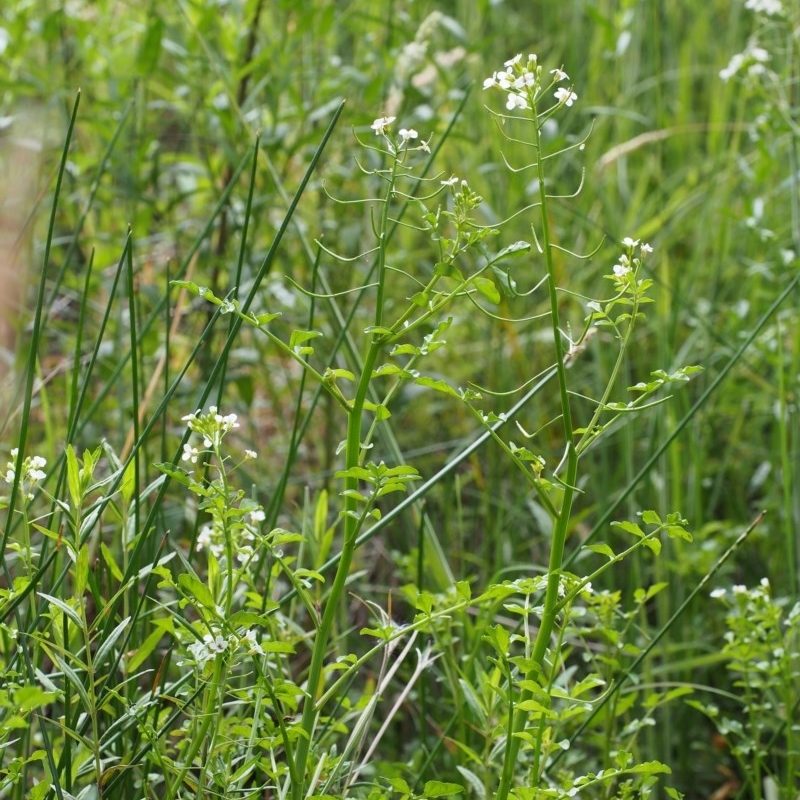 Rorippa microphylla