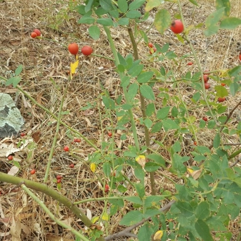 Rosa canina