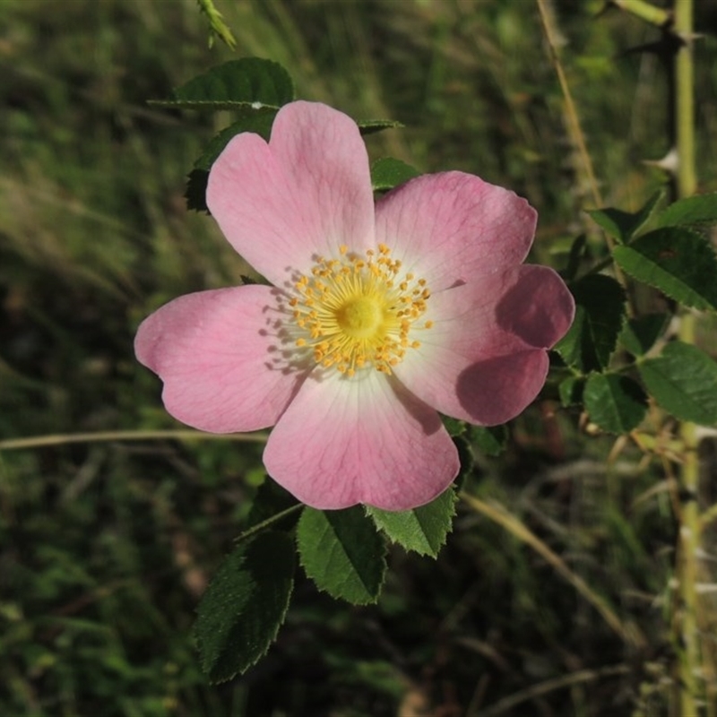 Rosa rubiginosa