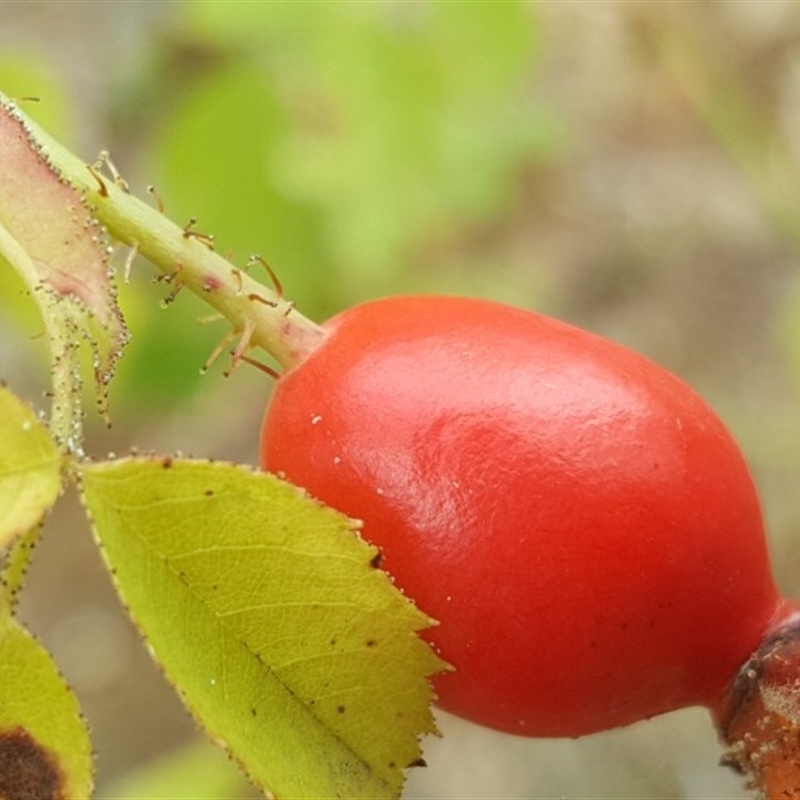 Rosa rubiginosa