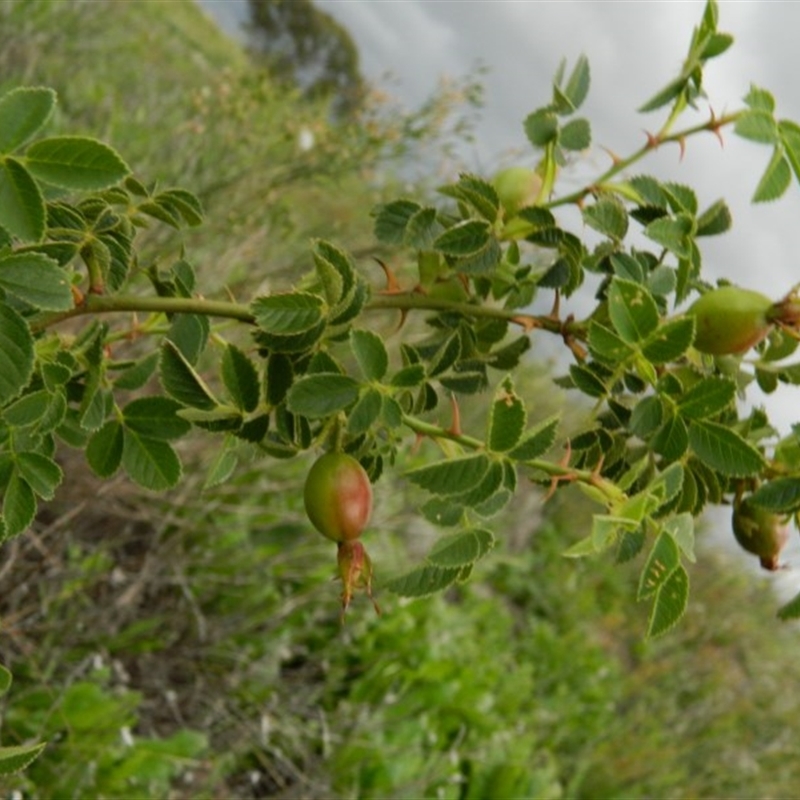 Rosa rubiginosa