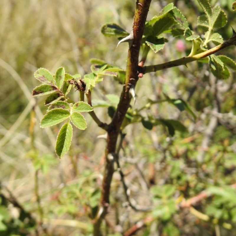 Rosa sp.