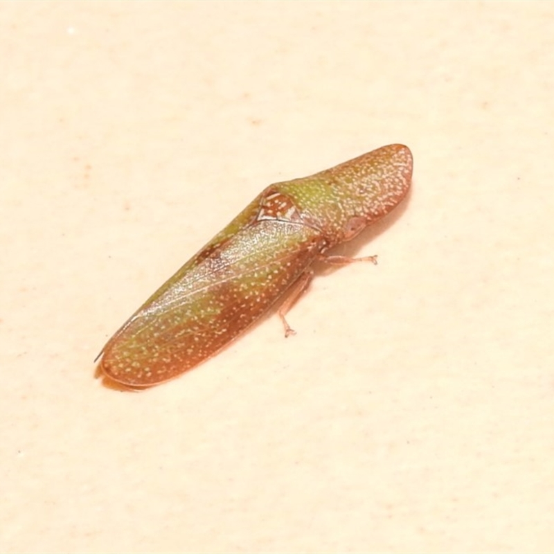 Rubria sanguinosa