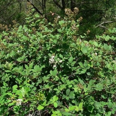 Rubus fruticosus agg. complex